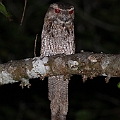 Papuan Frogmouth<br />Canon EOS 7D + EF400 F5.6L + SPEEDLITE 580EXII + Better Beamer